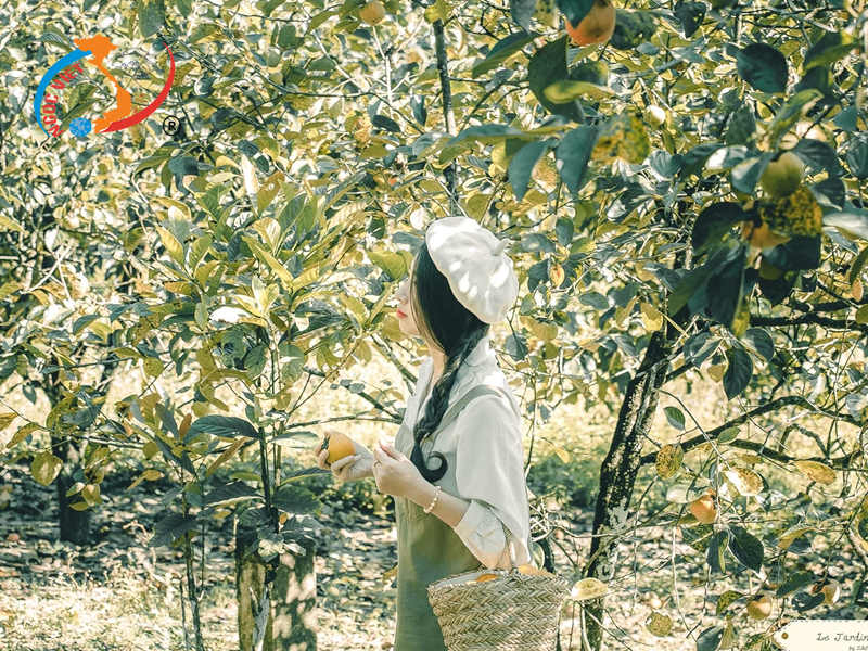 Check-in vườn hồng trĩu quả tuyệt đẹp trong chuyến du lịch Đà Lạt