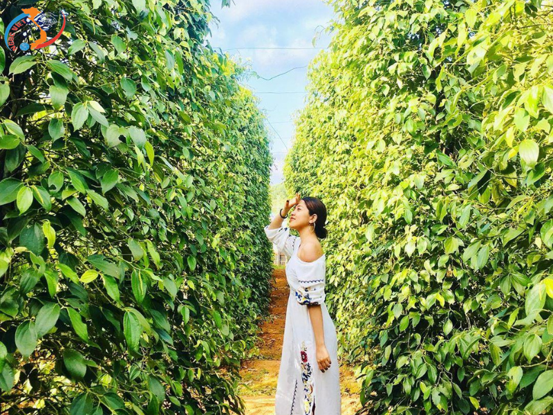 CHECK-IN CẦU HÔN-KISS BRIDGE TẠI ĐẢO NGỌC