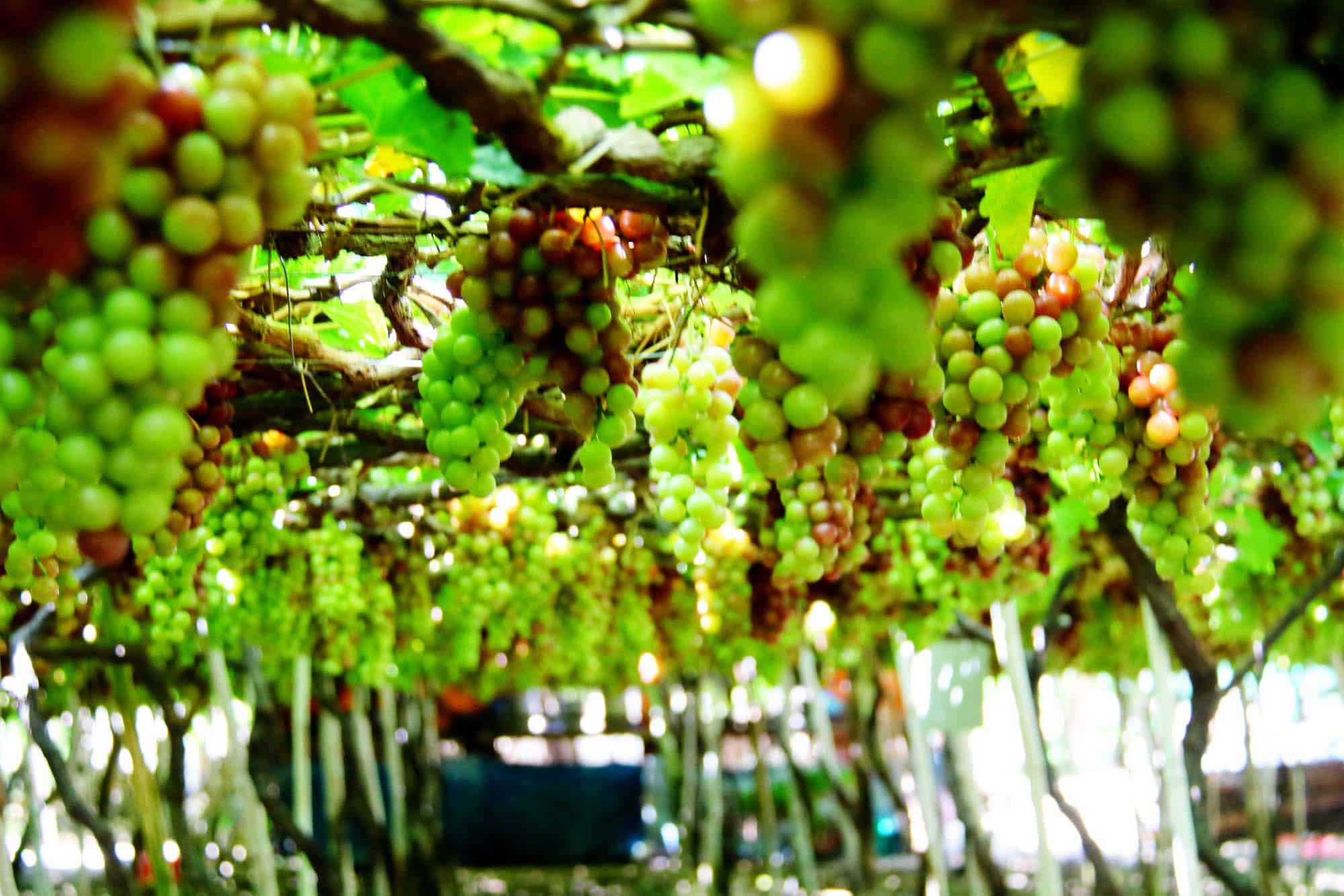 TOUR NINH CHỮ 2N1Đ
